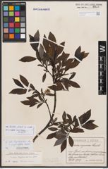 Salix bicolor Ehrh. ex Willd.